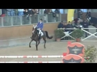 9 y.o. gelding Italian Horse FOR SALE by HP4FUN