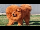Top Ten Most Expensive Dog Breeds In The World