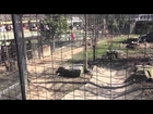 Person jumping tiger fence at Toronto Zoo