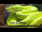The 25 Most Dangerous Animals in the Earth