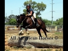 Teresa Kackert - All American Horses - Great Horses for Sale