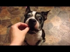 Boston Terrier rescue dogs doing Tricks