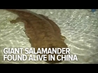 200-year-old Giant salamander found alive in China