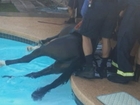 Raw: Firefighters Rescue Horse From Pool