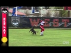 Dog steals softball gloves during game