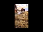Straw-Dog - This dog goes crazy in straw