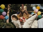 Burger King | Subservient Chicken Redemption: The Other Side of the Road