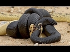 Most Amazing Wild Animal Attacks #36 King Cobra vs Python vs Other Snakes