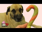 Candy Cane Christmas Dog Treats by CupcakeGirl