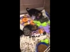 Video of adoptable pet named Bonita