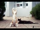 Top Funny Cats Compilation 2014 [YT-f22][0715NwUigQ4].mp4