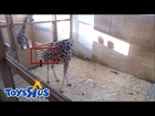 ► Live : Animal Adventure Park - April The Giraffe Giving Birth Today Live Stream 24/7
