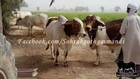 Rahman Cattle Farm Animals For 2015
