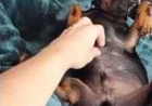 Puppy Loves Belly Rubs So Much, He Won't Let You Stop