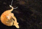 Kitten Loves to Play With String