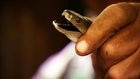 Catching Africa's Deadliest Snake