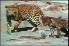- Leopard Cub Vs King Cobra
