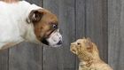 The Ultimate Dogs vs Cats Compilation