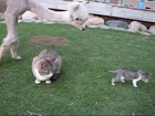 Lacey the alpaca meets a kitten