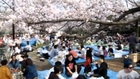 Tokyo residents sit out under first spring cherry blossoms