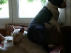 Hilarious Dog Tries To Sleep On Top Of Two Other Dogs