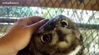 Owls Being Petted Compilation