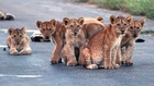 Cute Lion Cubs Cause A Roadblock In South Africa