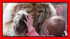 Tigre ‘abbraccia’ una bimba, ecco la foto