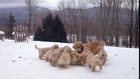 Golden Retriever Mama Playing With Her Pups