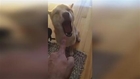 Veja a reação de um cão ao levar uma bronca do dono