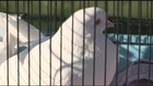 Jail bird? New Hampshire officers release pigeon after days at station