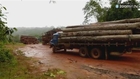 Greenpeace: des images choquantes de la déforestation