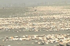 Dunya News - Thousands of sea shells craving for rain at Karachi beach