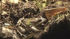 Alaska Wood Frogs Freeze Over The Winter, Thaw, Then Have Sex