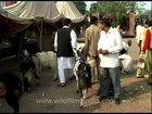 Goats on sale for Eid!!