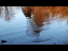 Making Ripples: beautiful relaxing nature photography