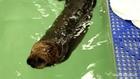 New Video Shows Sea Otter Pup 681 Thriving At Shedd Aquarium