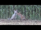 Animal reproduction Foxes reproduction of In the Wild animal funny fox
