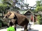 Tava the African Elephant @ Six Flags Discovery Kingdom