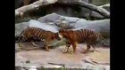 Animals mate Big tigers in heat  reproduction  Animal funny