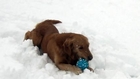 Funny dog confused by squeaky toy in the snow