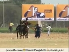 A Man Ride on Two Horses at real time Must Watch Amazing Video