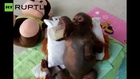 Este bebé orangután ha sobrevivido a meses maltrato