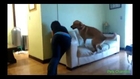 Dog humps fail - Funny dog videos try not to laugh newest