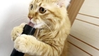 Funny Cat Loves Vacuum Cleaner - Кот Любит Пылесос ! Прикол !