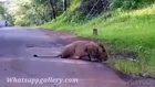 Real Lion In Middle Of Highway In India