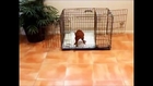 How To Potty Train A Siberian Husky Puppy - Husky House Training Tips - Housebreaking Husky Puppies