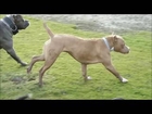 XXL AMERICAN BULLY PITBULLS playing at the beach.