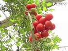 Soil-less farming: 25 kg of tomatoes per plant