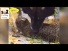 Funny Cats and Dogs Hate Kisses Compilation 2014 NEW HD1 - Funny Cats Commercials